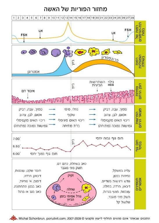 שלבים במחזור האישה